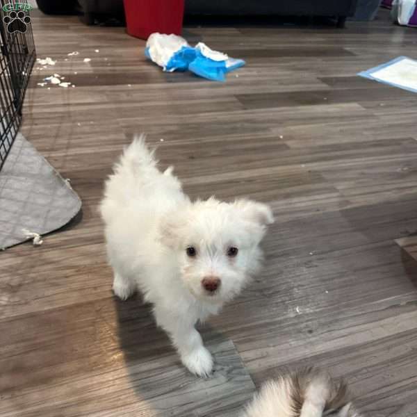 Snowy, Pomeranian Mix Puppy